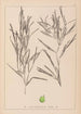 Herbier de la flore française Pl1082 - Louis Antoine Cusin — visning af kunstværket
