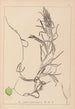 Herbier de la flore française Pl1083 - Louis Antoine Cusin — visning af kunstværket