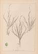 Herbier de la flore française Pl1087 - Louis Antoine Cusin — visning af kunstværket