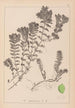 Herbier af den franske flora Pl1088 - Louis Antoine Cusin — visning af kunstværket
