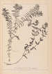 Herbier de la flore française Pl1089 - Louis Antoine Cusin — visning af kunstværket