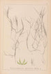 Herbier de la flore française Pl1090 - Louis Antoine Cusin — visning af kunstværket