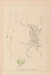 Herbier de la flore française Pl1091 - Louis Antoine Cusin — visning af kunstværket