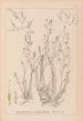 Herbier de la flore française Pl1092 - Louis Antoine Cusin — visning af kunstværket