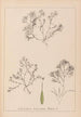 Herbier de la flore française Pl1093 - Louis Antoine Cusin — visning af kunstværket