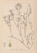 Herbier de la flore française Pl1094 - Louis Antoine Cusin — visning af kunstværket