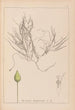 Herbier de la flore française Pl1095 - Louis Antoine Cusin — visning af kunstværket