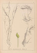Herbier de la flore française Pl1096 - Louis Antoine Cusin — visning af kunstværket