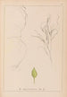 Herbier de la flore française Pl1097 - Louis Antoine Cusin — visning af kunstværket