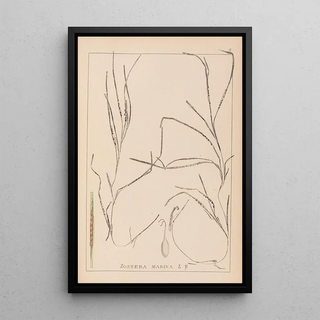 Louis Antoine Cusin - Herbier de la flore franaise Pl1098.webp