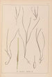 Herbier de la flore française Pl1099 - Louis Antoine Cusin — visning af kunstværket