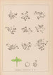 Herbier de la flore française Pl1100 - Louis Antoine Cusin — visning af kunstværket