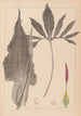 Herbier de la flore française Pl1104 - Louis Antoine Cusin — visning af kunstværket