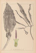 den franske flora Planteværn Herbarium Pl1105 - Louis Antoine Cusin — visning af kunstværket