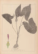 Herbier de la flore française Pl1106 - Louis Antoine Cusin — visning af kunstværket