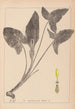 Herbarium af den franske flora Maleri Pl1107 - Louis Antoine Cusin — visning af kunstværket