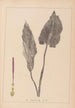 Herbier de la flore française Pl1108 - Louis Antoine Cusin — visning af kunstværket