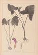Herbier de la flore française Pl1109 - Louis Antoine Cusin — visning af kunstværket