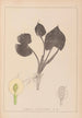 Herbier de la flore française Pl1110 - Louis Antoine Cusin — visning af kunstværket