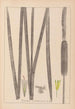 Herbier de la flore française Pl1112 - Louis Antoine Cusin — visning af kunstværket