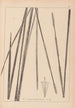 Herbier de la flore française Pl1114 - Louis Antoine Cusin — visning af kunstværket