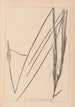 Herbier de la flore française Pl1115 - Louis Antoine Cusin — visning af kunstværket