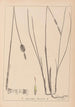 Herbier de la flore française Pl1116 - Louis Antoine Cusin — visning af kunstværket