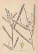 Herbier de la flore française Pl1118 - Louis Antoine Cusin — visning af kunstværket