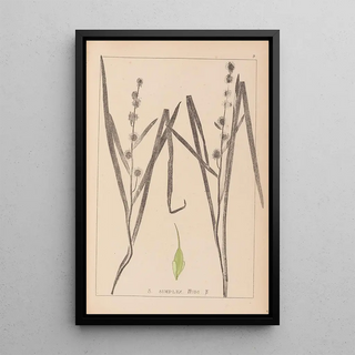 Louis Antoine Cusin - Herbier de la flore franaise Pl1119.webp