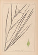 Herbier de la flore française Pl1120 - Louis Antoine Cusin — visning af kunstværket