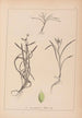 Herbier de la flore française Pl1121 - Louis Antoine Cusin — visning af kunstværket