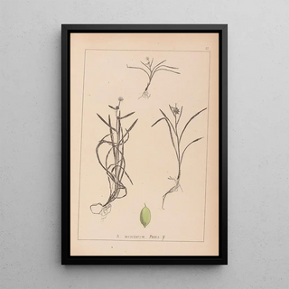Louis Antoine Cusin - Herbier de la flore franaise Pl1121.webp