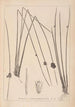 Herbier af den franske flora Pl1122 - Louis Antoine Cusin — visning af kunstværket