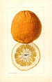 Citrus grandis Alamoen - Louis Charles Christopher Krieger — visning af kunstværket