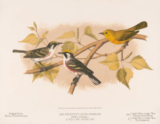 Louis Prang  Co - 1  2 Chestnutsided warbler 1 Male 2 Female 3 Yellow warbler.webp