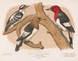 Louis Prang  Co - 1  2 Redheaded woodpecker 1 Adult 2 Young 3 Downy woodpecker male.webp