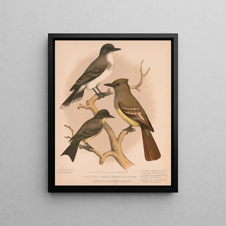 Louis Prang Co - 1 King bird 2 Great crested flycatcher 3 Pewee flycatcher or phbe.webp
