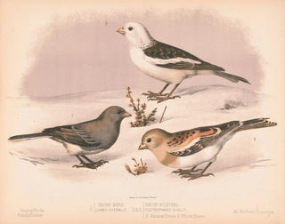 Louis Prang  Co - 1 Snow bird Junco hyemalis 2  3 Snow buniting Plectrophanes nivalis 2 Summer dress 3 Winter dress.webp