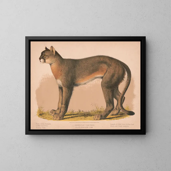 Panthère américaine Felis concolor linn - Louis Prang Co — indrammet kunstværk på væggen