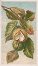 Kastanje Castanea vulgaris var. Americana - Louis Prang Co — visning af kunstværket