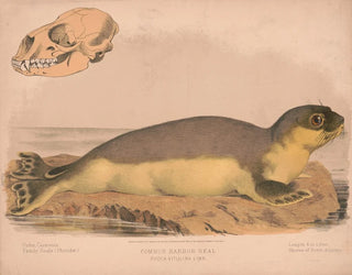 Louis Prang  Co - Common harbor seal  Phoca vitulina linn.webp
