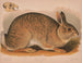 Lapin gris Lepus sylvaticus - Louis Prang Co — visning af kunstværket