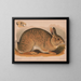 Lapin gris Lepus sylvaticus - Louis Prang Co — indrammet kunstværk på væggen