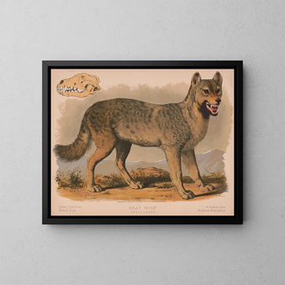 Louis Prang  Co - Gray wolf  Canis lupus.webp
