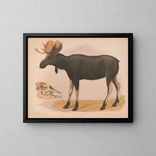 Louis Prang  Co - Moose European elk Alces malchis.webp