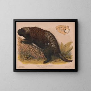 Louis Prang  Co - North American porcupine  Erethizon dorsatus.webp