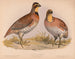 Caille eller Bobwhite Ortyx virginianus god 1 han 2 hunner - Louis Prang Co — visning af kunstværket