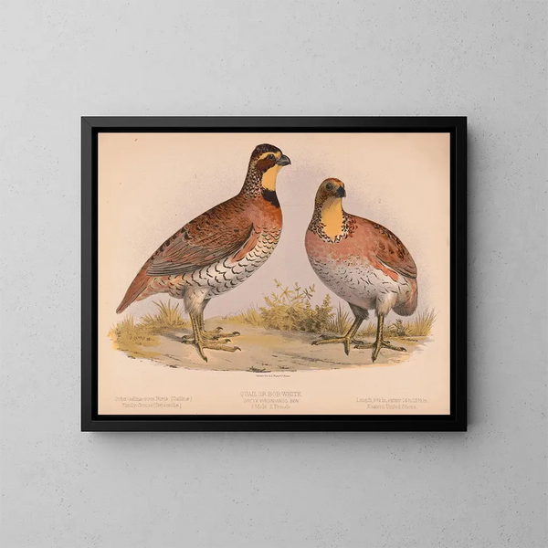 Caille eller Bobwhite Ortyx virginianus god 1 han 2 hunner - Louis Prang Co — indrammet kunstværk på væggen