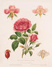 Rose et ses parties - Louis Prang Co — visning af kunstværket
