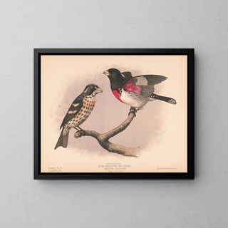 Louis Prang  Co - Rose breasted grosbeak Goniaphea ludoviciana 1 Male 2 Female.webp